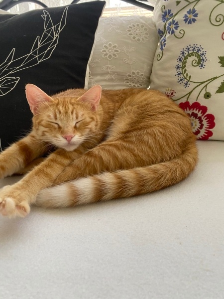 Sarman, Kedi  Ballı fotoğrafı