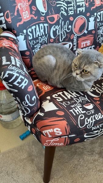 Scottish Fold, Kedi  Rich fotoğrafı