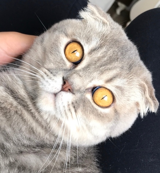 Scottish Fold, Kedi  Rich fotoğrafı