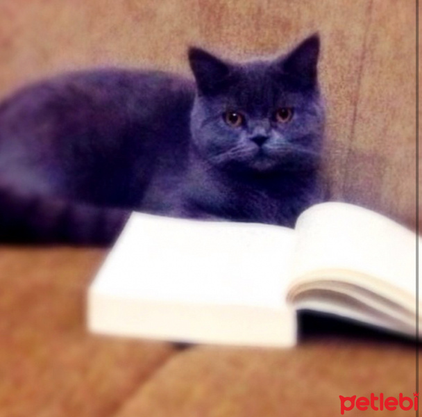 British Shorthair, Kedi  Mia fotoğrafı
