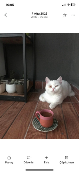 British Shorthair, Kedi  Mami fotoğrafı