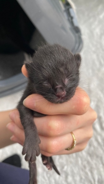 Tekir Kedi, Kedi  Pablo fotoğrafı