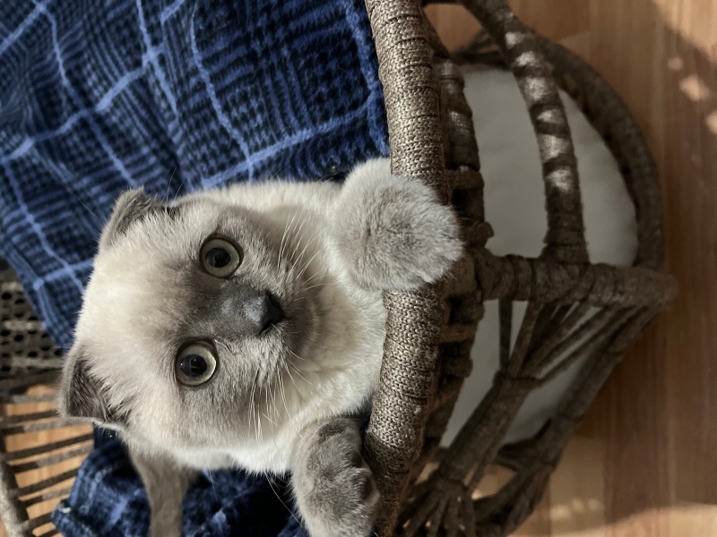 Scottish Fold, Kedi  Aşil fotoğrafı