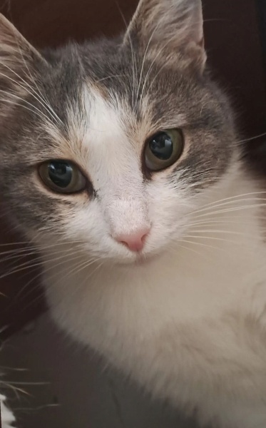 Tekir Kedi, Kedi  Şaziye fotoğrafı