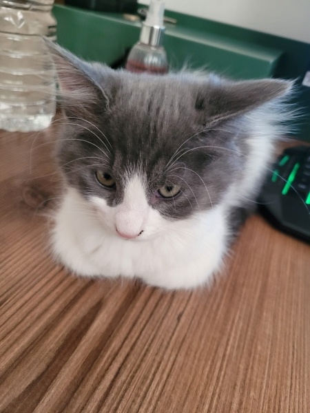 Norwegian Forest, Kedi  mochi fotoğrafı