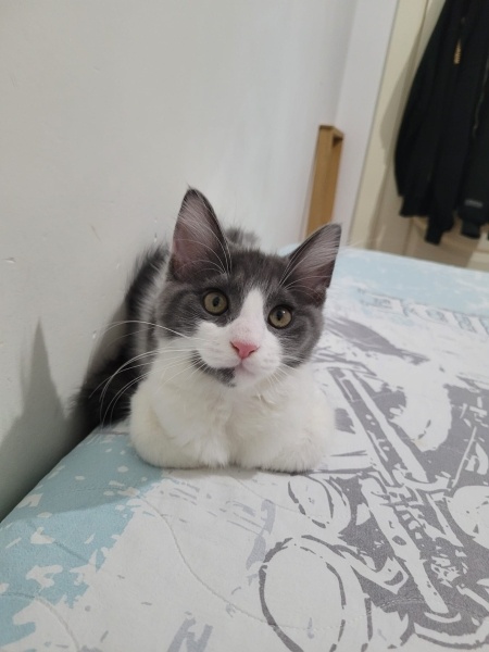 Norwegian Forest, Kedi  mochi fotoğrafı