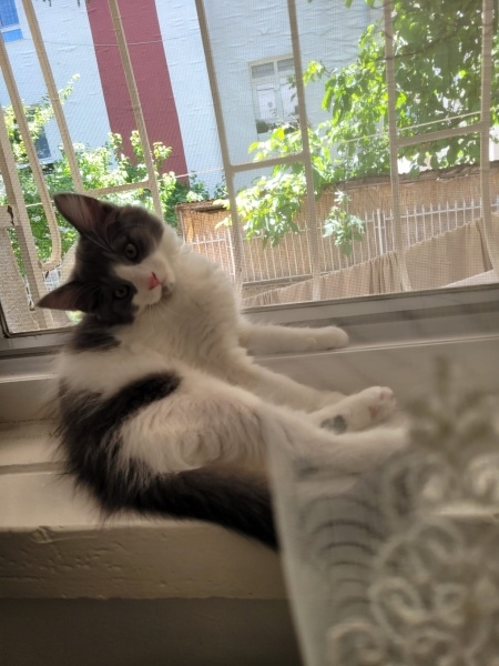 Norwegian Forest, Kedi  mochi fotoğrafı