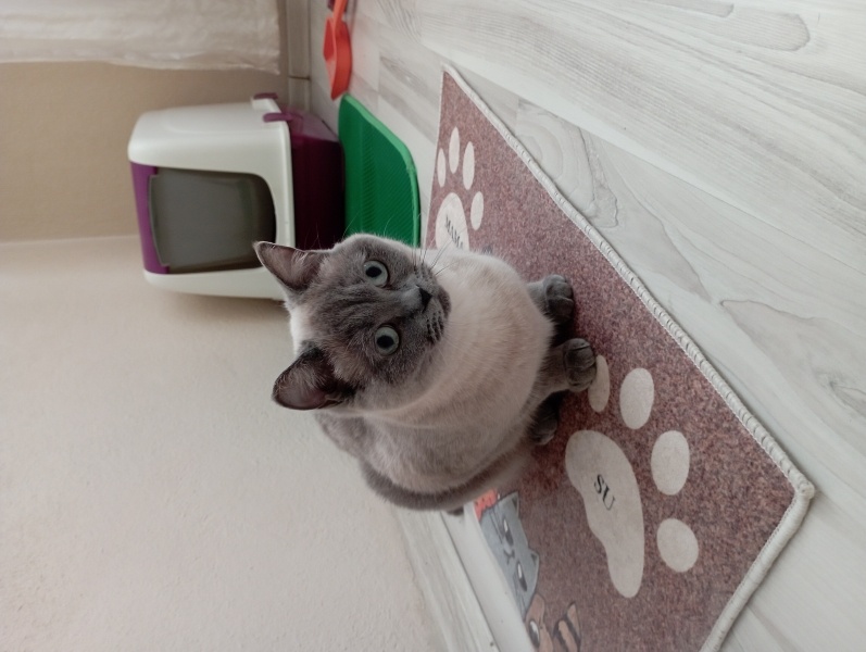 British Shorthair, Kedi  şımarık fotoğrafı