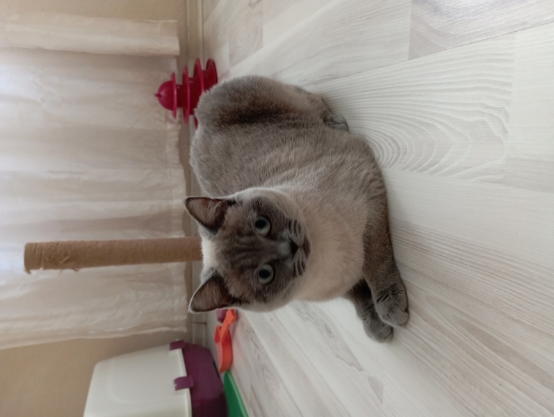 British Shorthair, Kedi  şımarık fotoğrafı