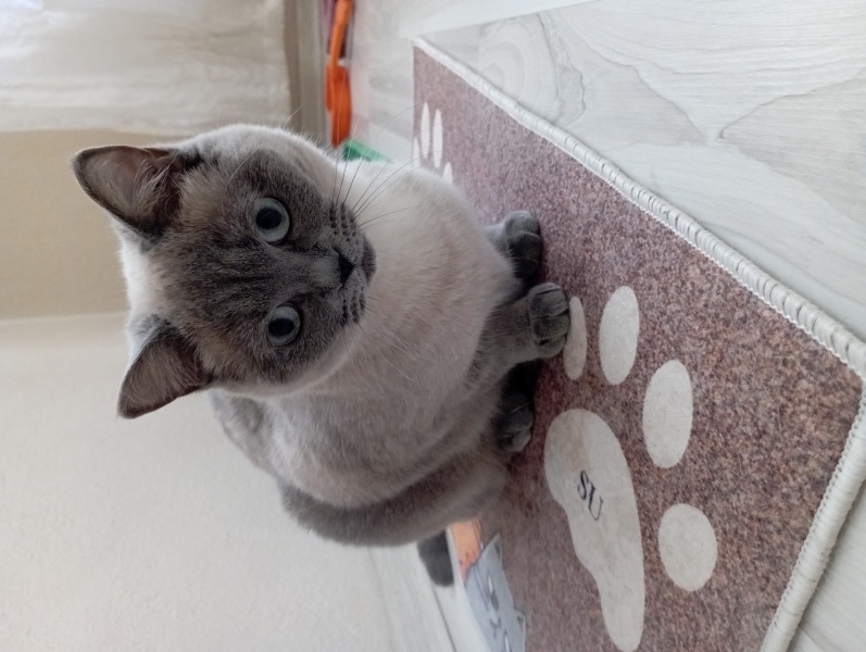 British Shorthair, Kedi  şımarık fotoğrafı