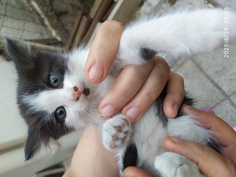Tekir Kedi, Kedi  Boncuk fotoğrafı