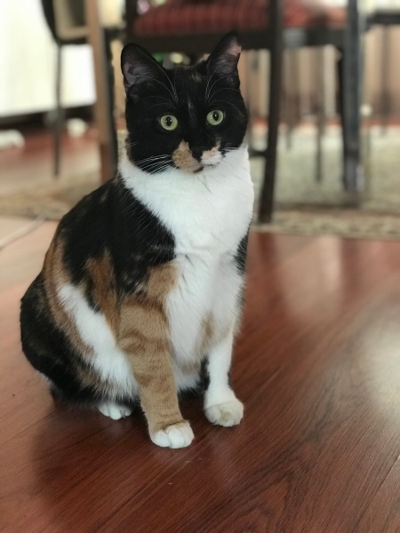Tekir Kedi, Kedi  Tikvah fotoğrafı