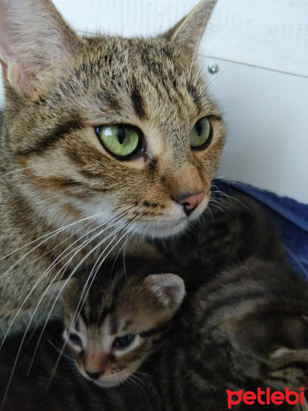 Bengal, Kedi  Biber fotoğrafı