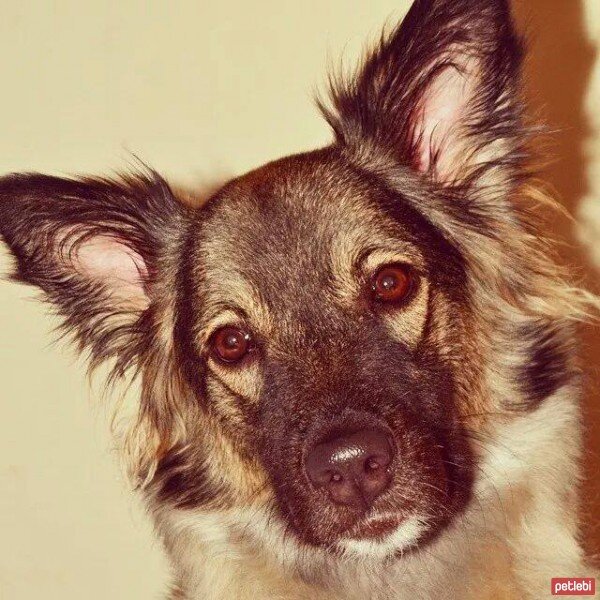 Sokö (Sokak Köpeği), Köpek  Koreş fotoğrafı