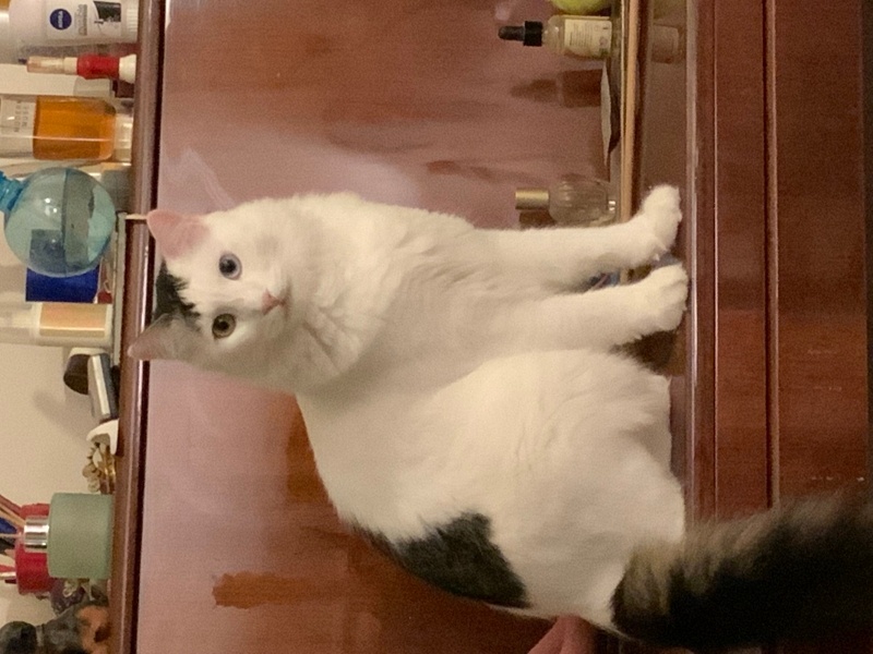 Van Kedisi, Kedi  Sasha fotoğrafı