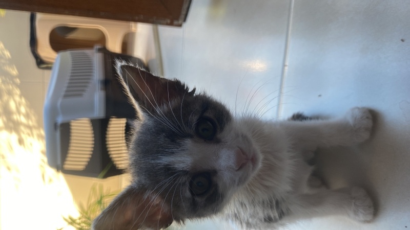 Tekir Kedi, Kedi  Patili fotoğrafı