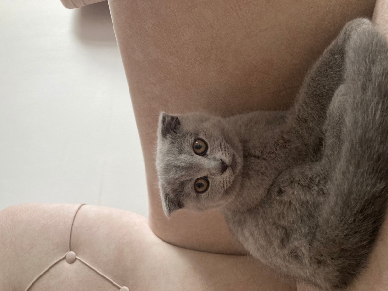 Scottish Fold, Kedi  Maya fotoğrafı