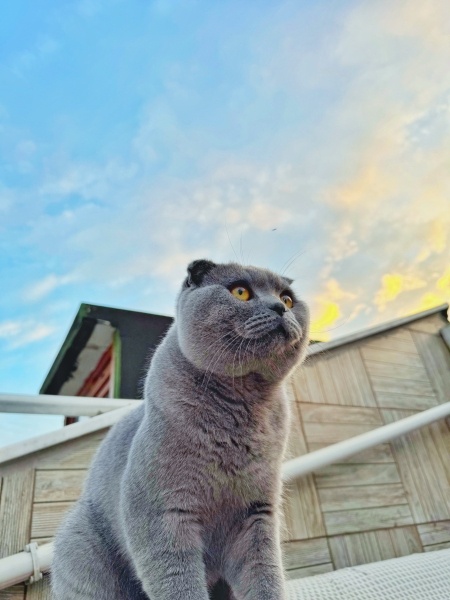 Scottish Fold, Kedi  Yuumi fotoğrafı