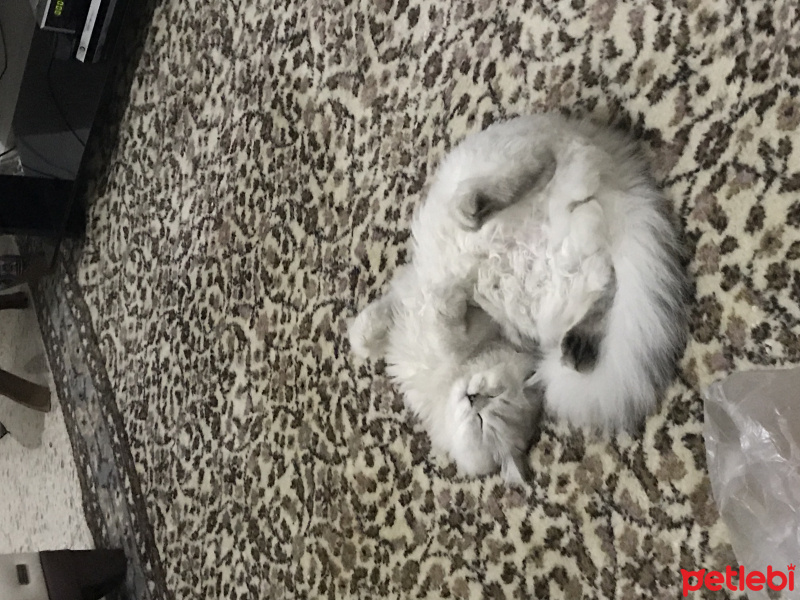 Chinchilla, Kedi  Lima fotoğrafı