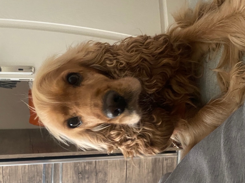 Amerikan Cocker Spaniel, Köpek  Ares fotoğrafı