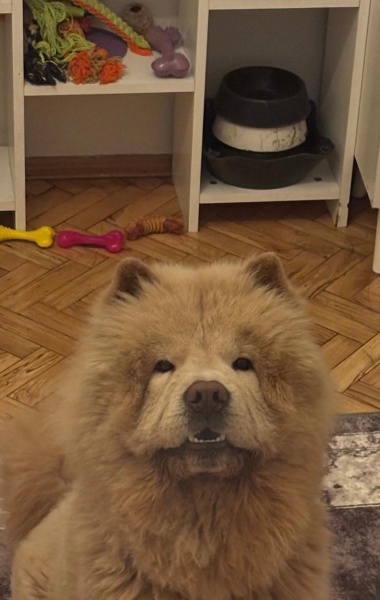 Chow Chow (çin Aslanı), Köpek  Bomi fotoğrafı