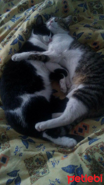 Tekir Kedi, Kedi  barış fotoğrafı