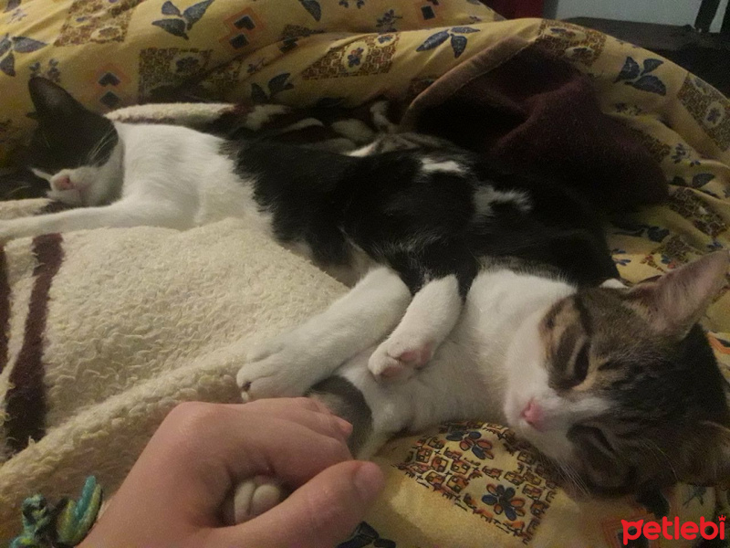 Tekir Kedi, Kedi  barış fotoğrafı