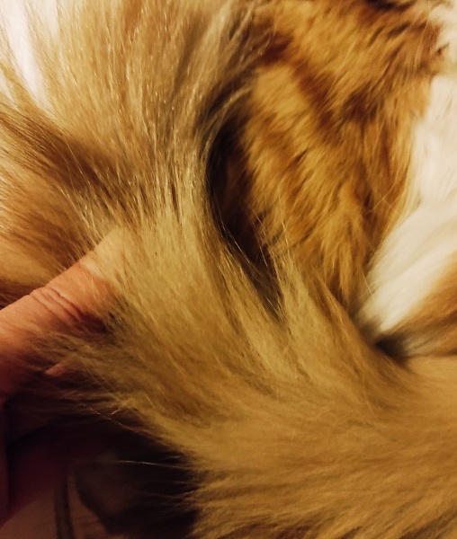 Norwegian Forest, Kedi  Ege fotoğrafı