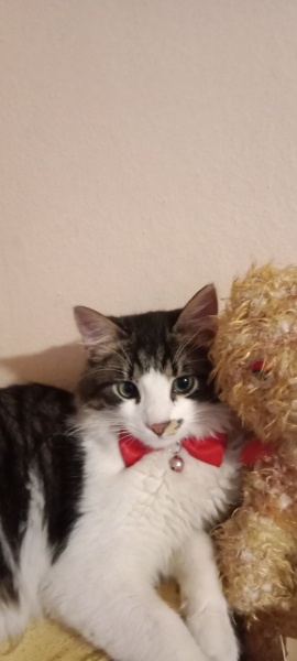 Tekir Kedi, Kedi  Pascal fotoğrafı