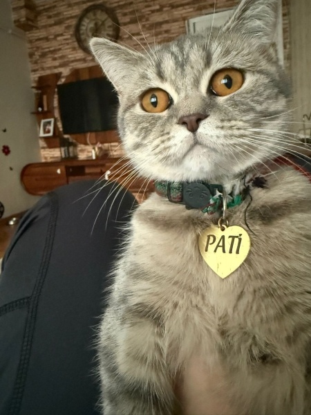 British Shorthair, Kedi  PATİ fotoğrafı