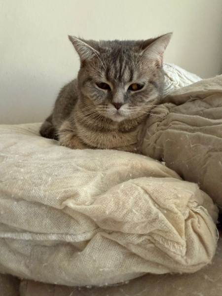 British Shorthair, Kedi  PATİ fotoğrafı