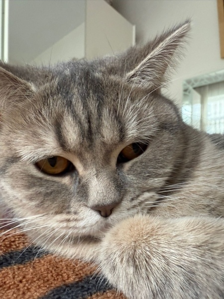 British Shorthair, Kedi  PATİ fotoğrafı