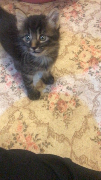 Tekir Kedi, Kedi  zeytin fotoğrafı