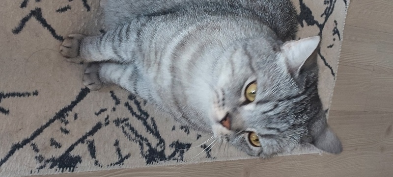 British Shorthair, Kedi  Sütlaç fotoğrafı