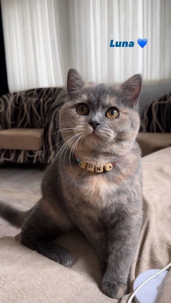 British Longhair, Kedi  Luna fotoğrafı