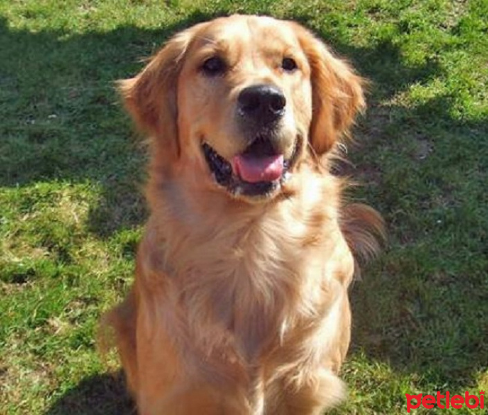Golden Retriever, Köpek  raşit fotoğrafı