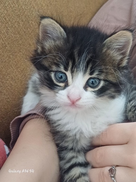 Tekir Kedi, Kedi  Maya fotoğrafı
