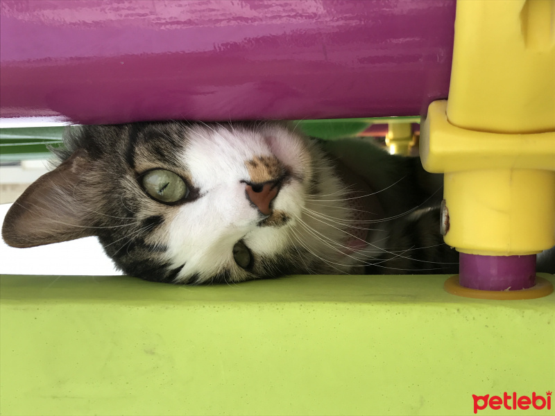 Tekir Kedi, Kedi  Archi fotoğrafı