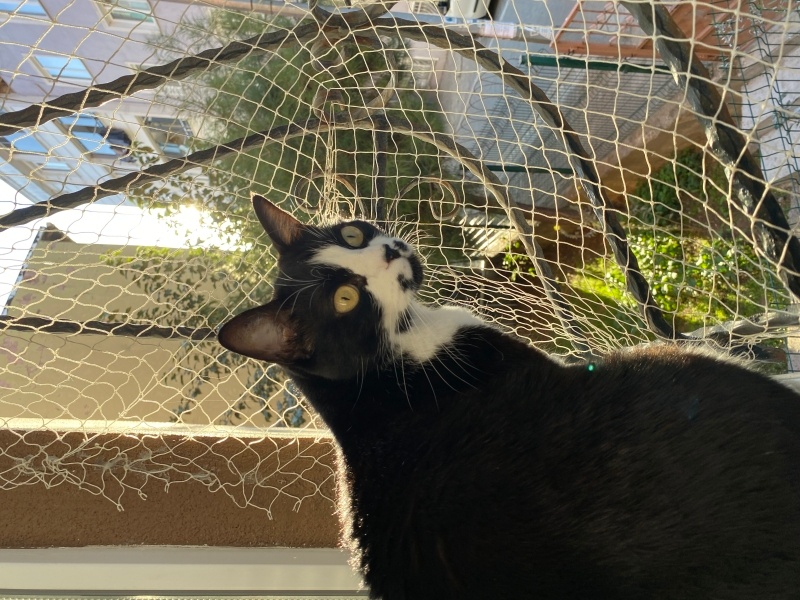 Tuxedo (Smokin) Kedi, Kedi  Kupa fotoğrafı