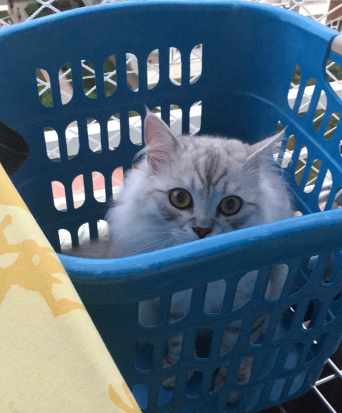 Chinchilla, Kedi  ARES fotoğrafı