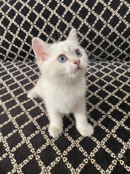British Shorthair, Kedi  isimsiz fotoğrafı