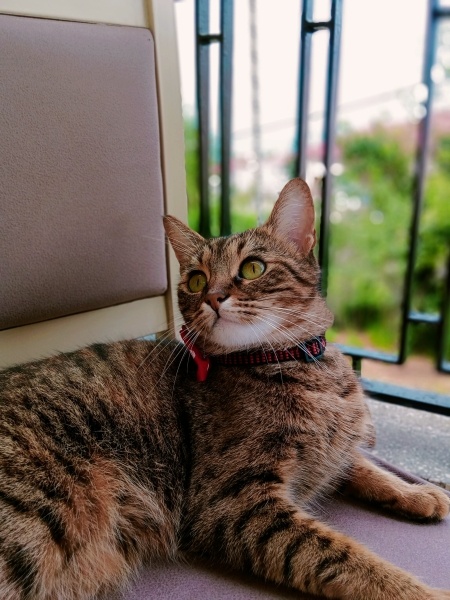Tekir Kedi, Kedi  Badem fotoğrafı