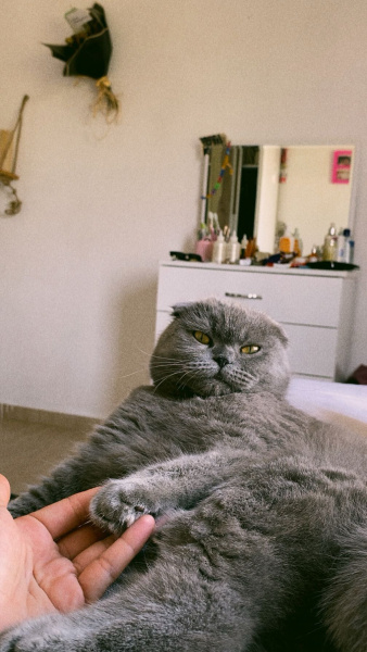 Scottish Fold, Kedi  Mia fotoğrafı
