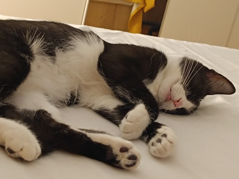 Tuxedo (Smokin) Kedi, Kedi  Süslü fotoğrafı
