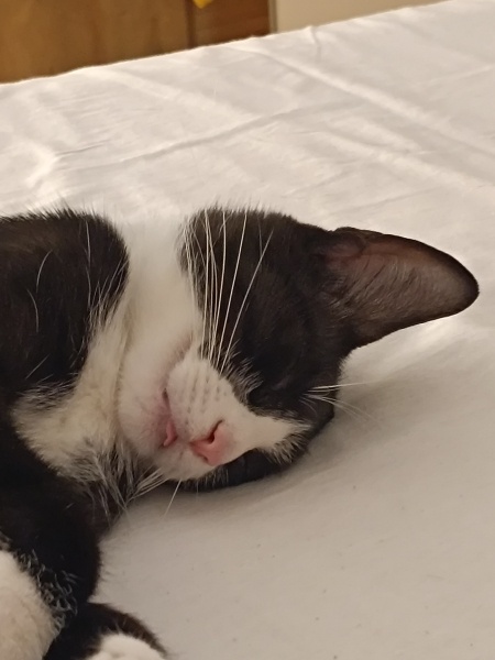 Tuxedo (Smokin) Kedi, Kedi  Süslü fotoğrafı