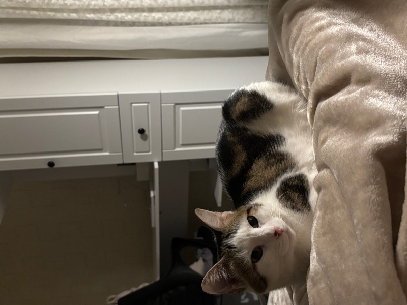 Tekir Kedi, Kedi  linda fotoğrafı