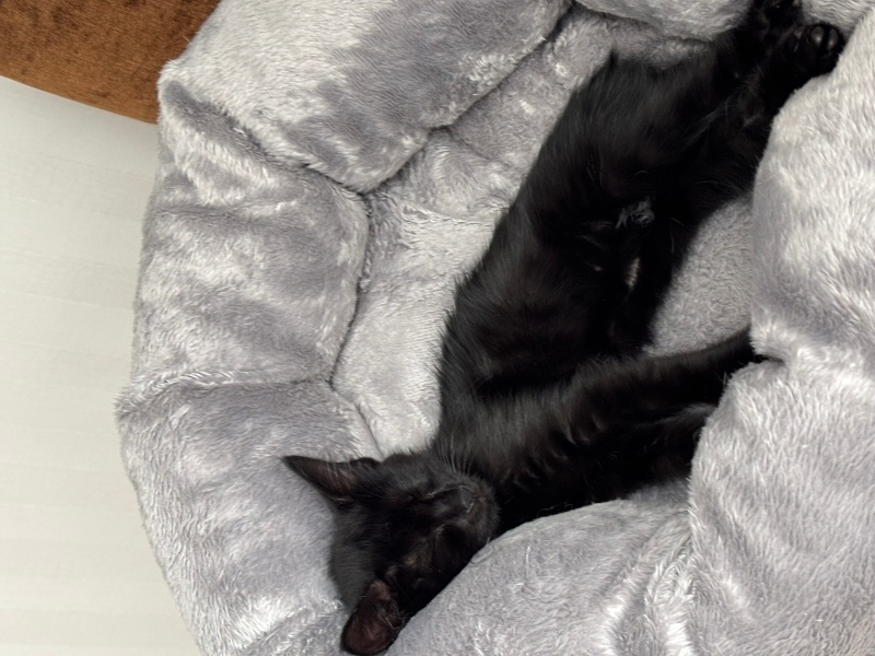 Bombay, Kedi  kiko fotoğrafı