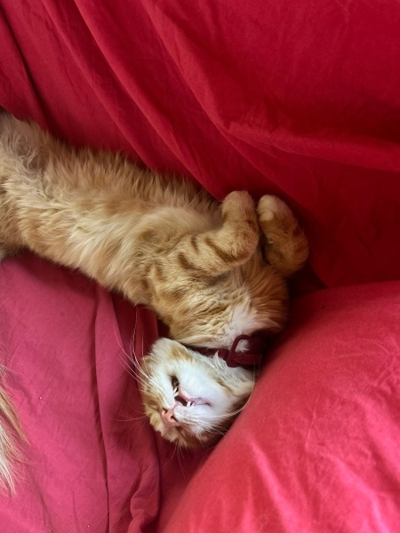 Sarman, Kedi  Kral fotoğrafı