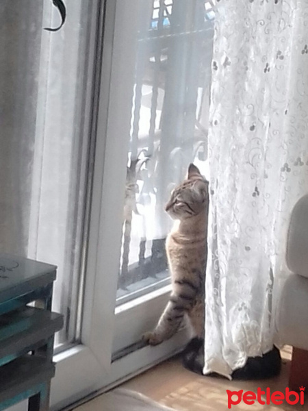 Tekir Kedi, Kedi  Fındık fotoğrafı