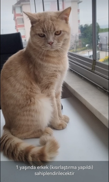British Longhair, Kedi  Merkür fotoğrafı